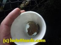 /home//u458753944/public_html/sourcegallery/////Roxborough Toad Detour/2013-2019/2013/2013-04-09/P1120086.JPG